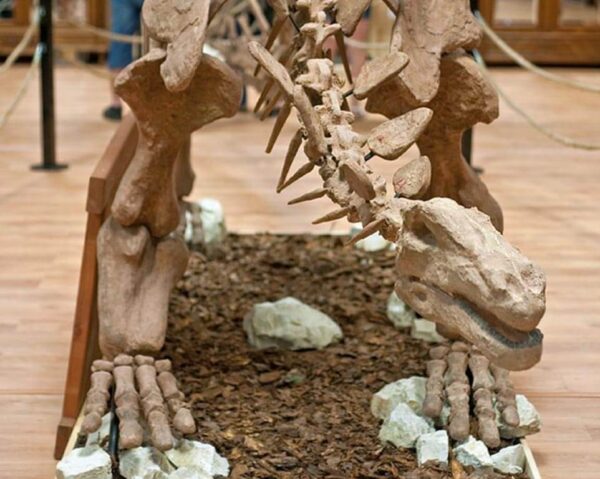 Dinopark Malbork - obrazek 6