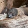 ZOO Wrocław - obrazek 3