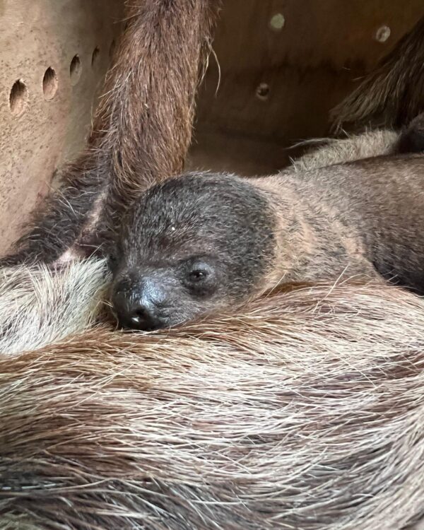 ZOO Wrocław - obrazek 3