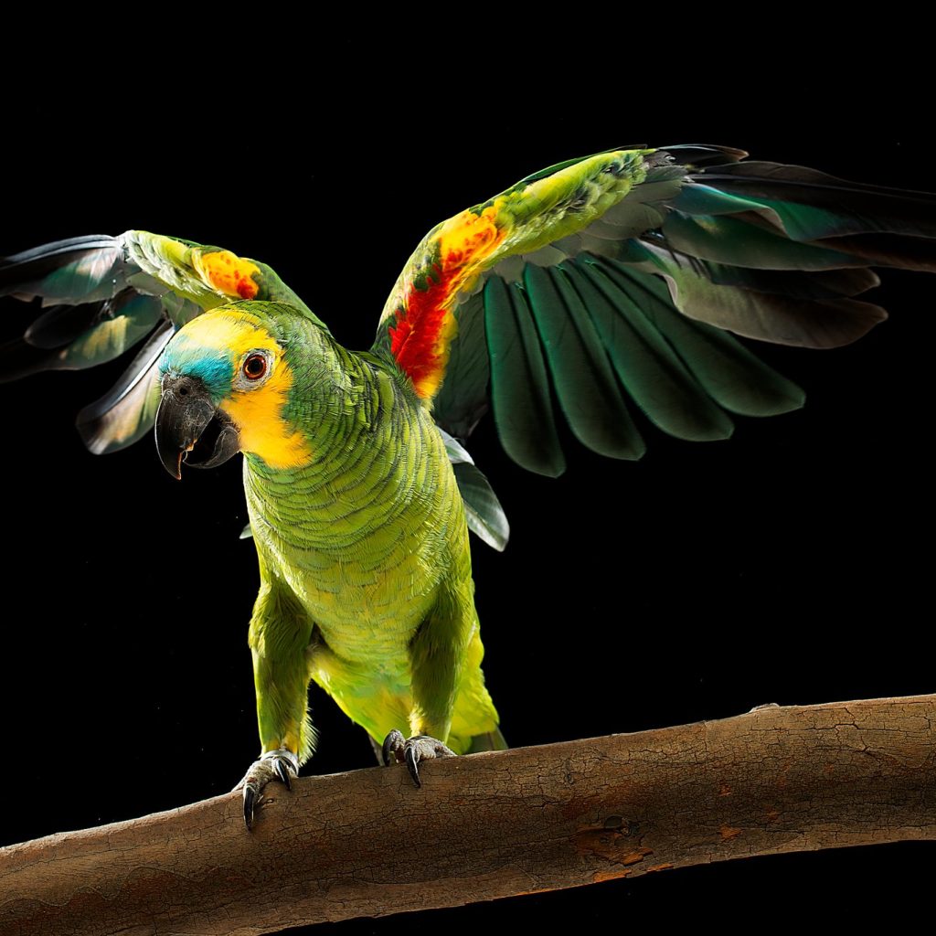 Yellow wing Blue fronted Parrot Amazon aestiva xanthopteryx Amazona a.aestiva